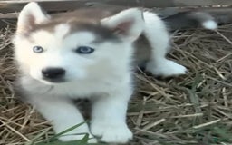 Siberian Husky dogs for sale: Toronto - Image 4