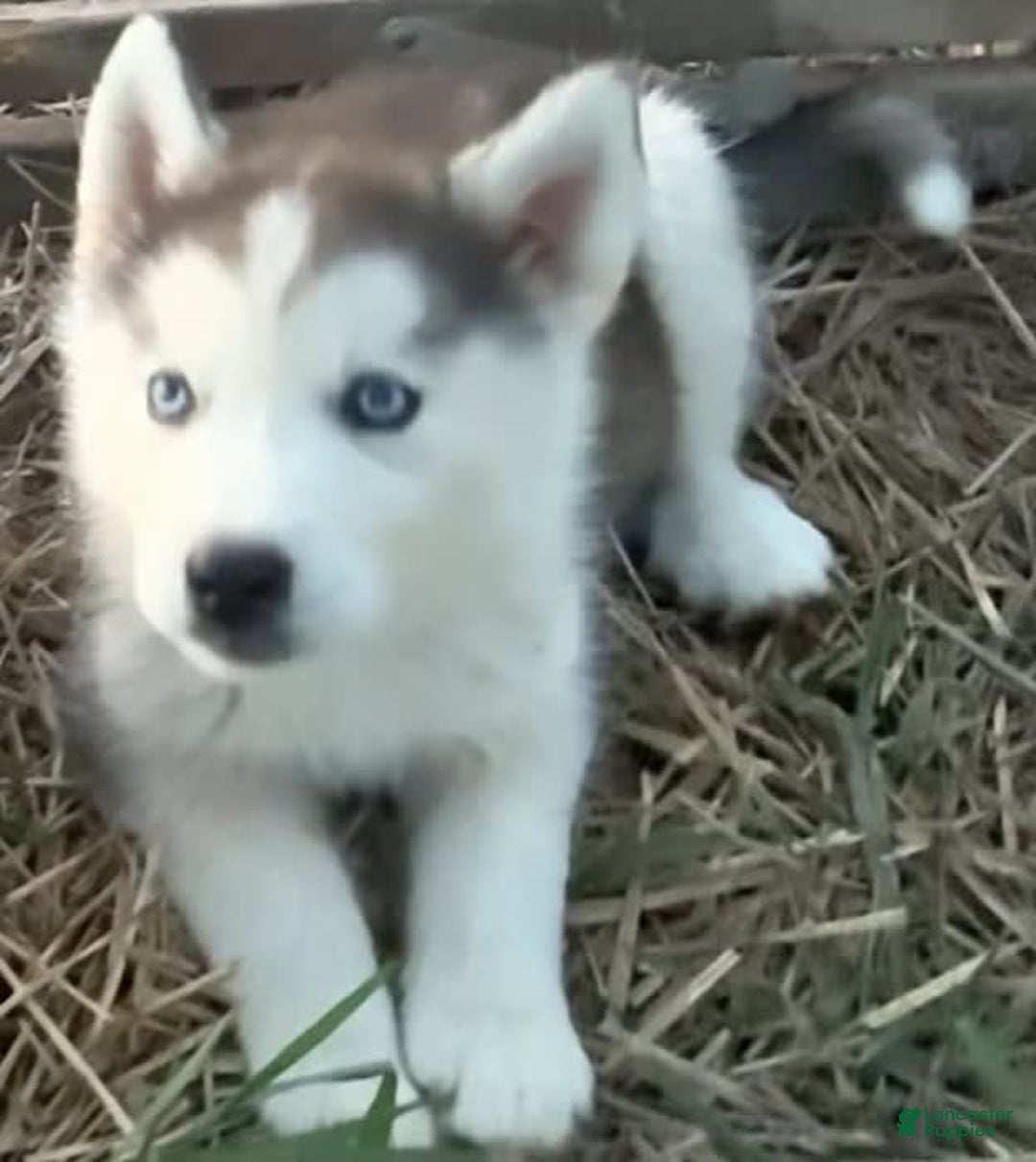Siberian Husky dogs for sale: Toronto - Image 4