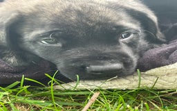 English Mastiff dogs for sale: Angel - Image 8