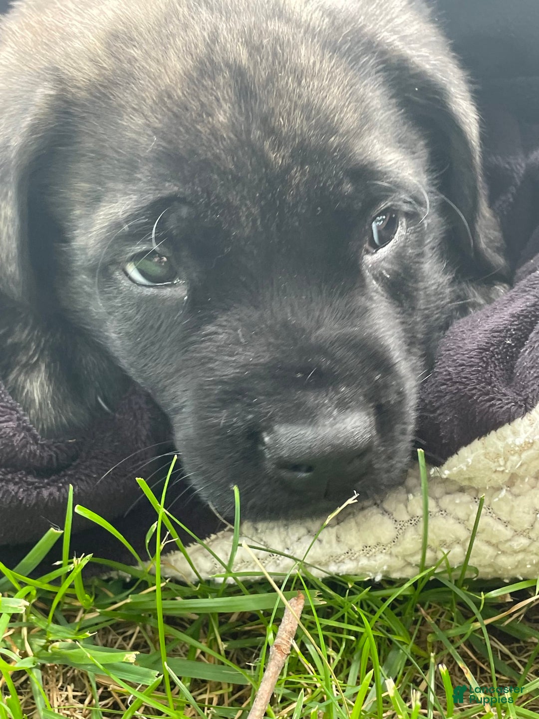 English Mastiff dogs for sale: Angel - Image 8