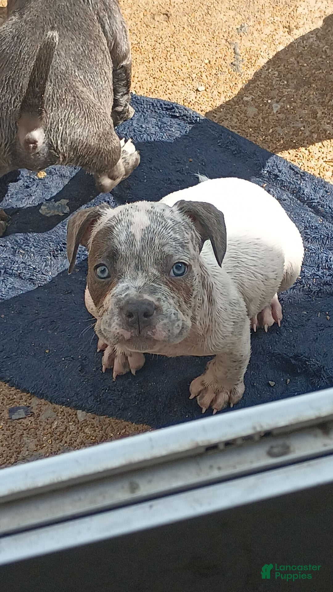 American Bully dogs for sale: Lookout - Image 4