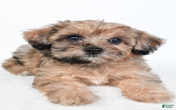 Yorkiepoo dogs for sale: Pearl - Image 3