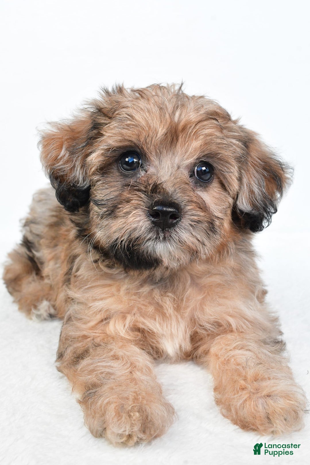 Yorkiepoo dogs for sale: Pearl - Image 3
