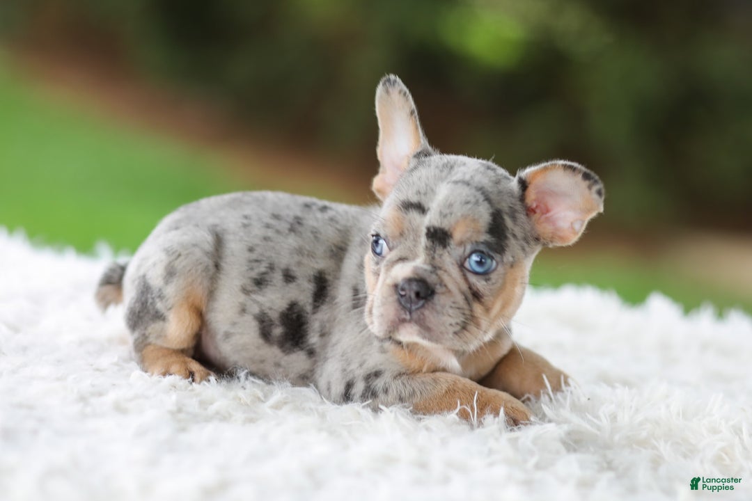 French Bulldog dogs for sale: Willow - Image 5