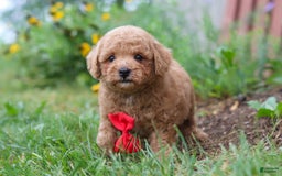 Maltipoo dogs for sale: Shiloh - Image 4