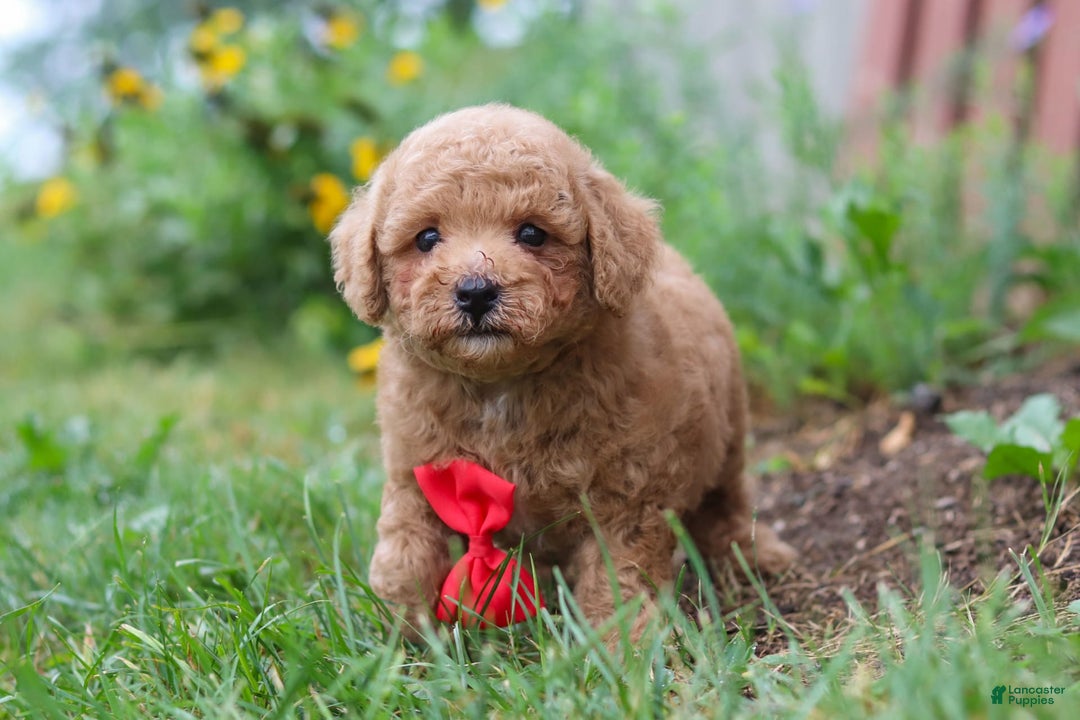 Maltipoo dogs for sale: Shiloh - Image 4