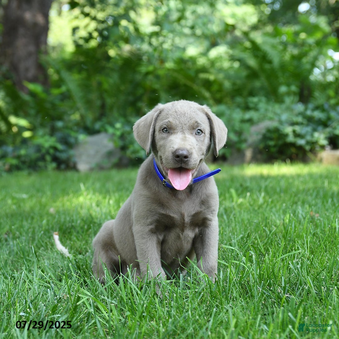 Labrador Retriever dogs for sale: Mickey - Image 2
