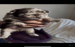 French Bulldog dogs for sale: Sour Patch The Fluffy - Image 4