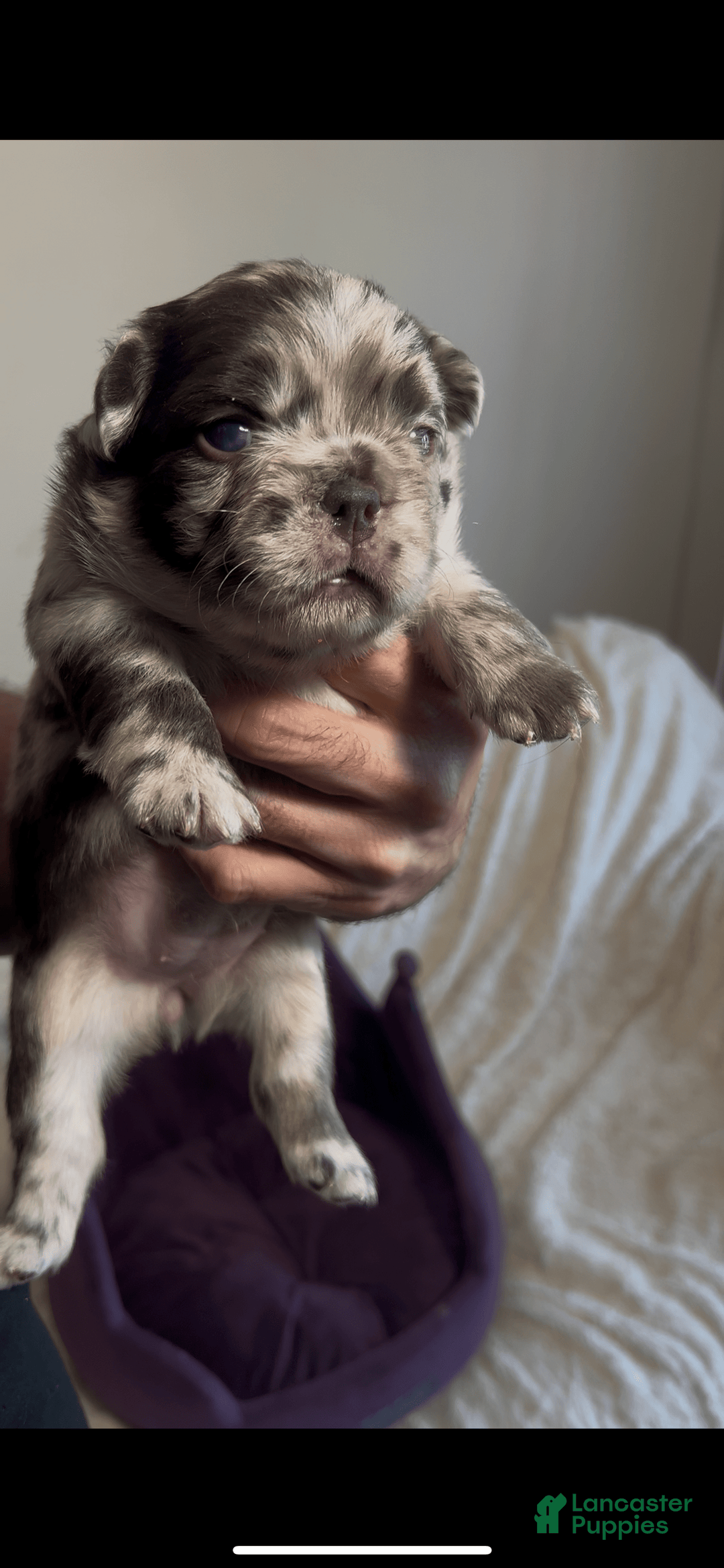 French Bulldog dogs for sale: Sour Patch The Fluffy - Image 4