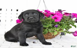 Labrador Retriever dogs for sale: Lassie - Image 3