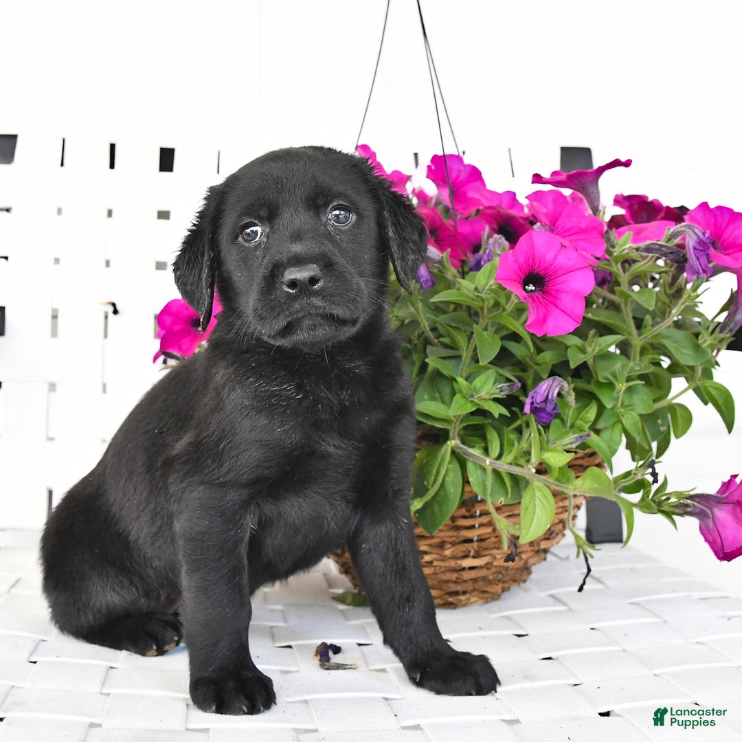 Labrador Retriever dogs for sale: Lassie - Image 3