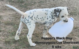 Dalmatian dogs for sale: Peppers Black Boy - Image 16