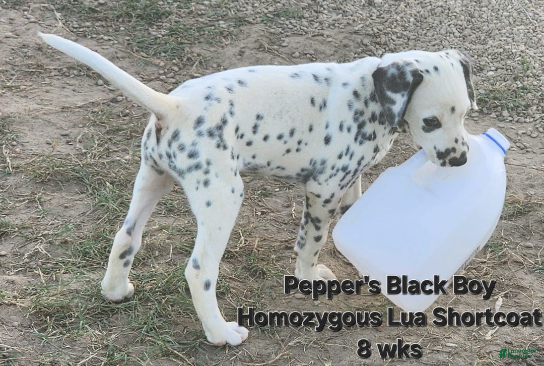 Dalmatian dogs for sale: Peppers Black Boy - Image 16