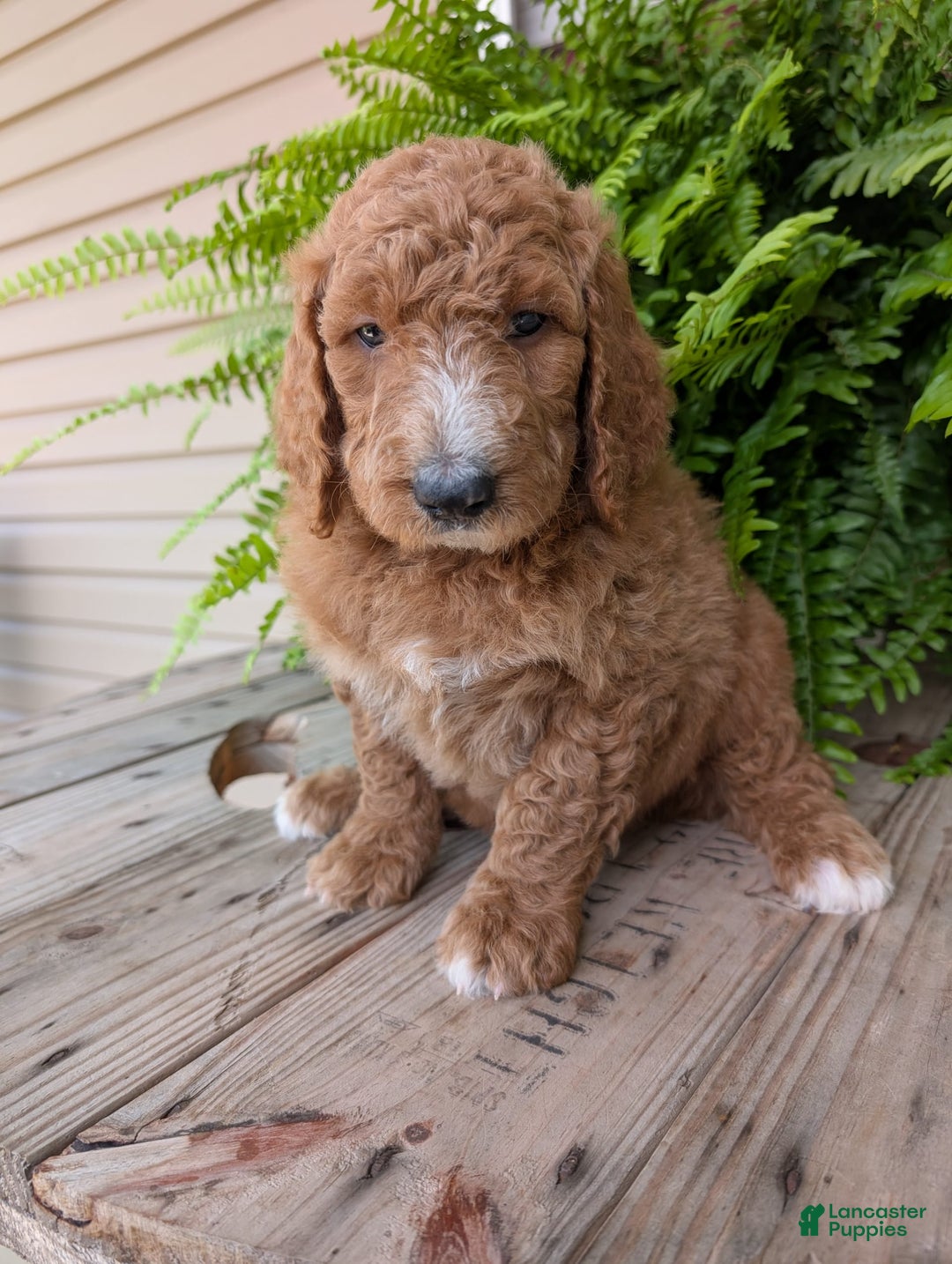 Goldendoodle dogs for sale: Asher - Image 17