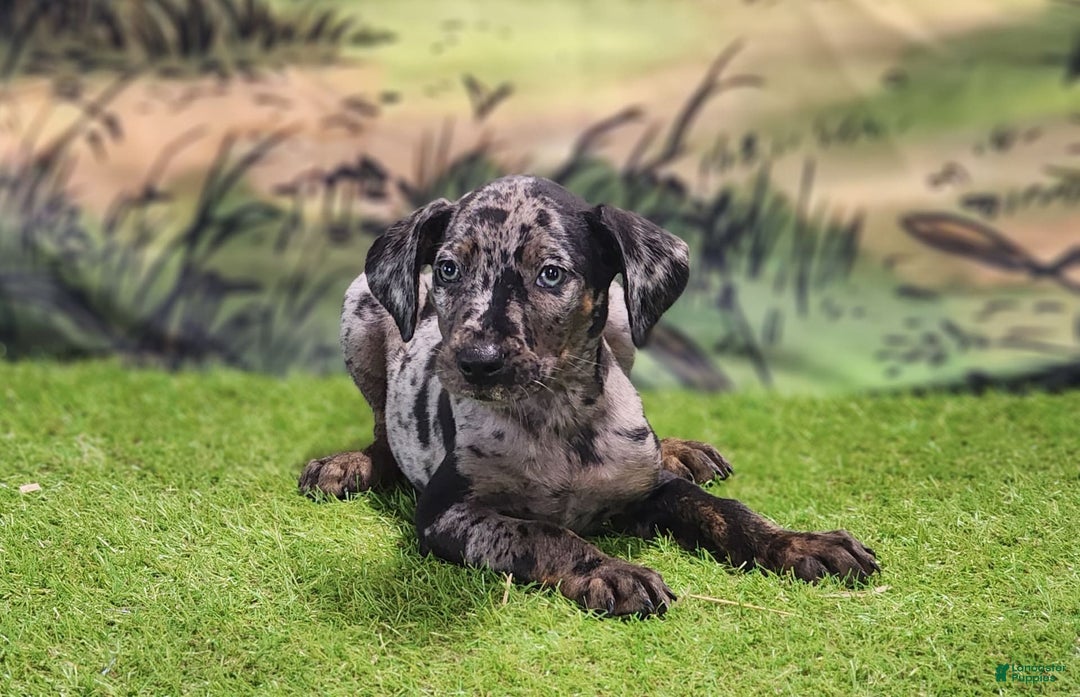 Catahoula Leopard Dog dogs for sale: Houdini 2025 Male 2 - Image 1