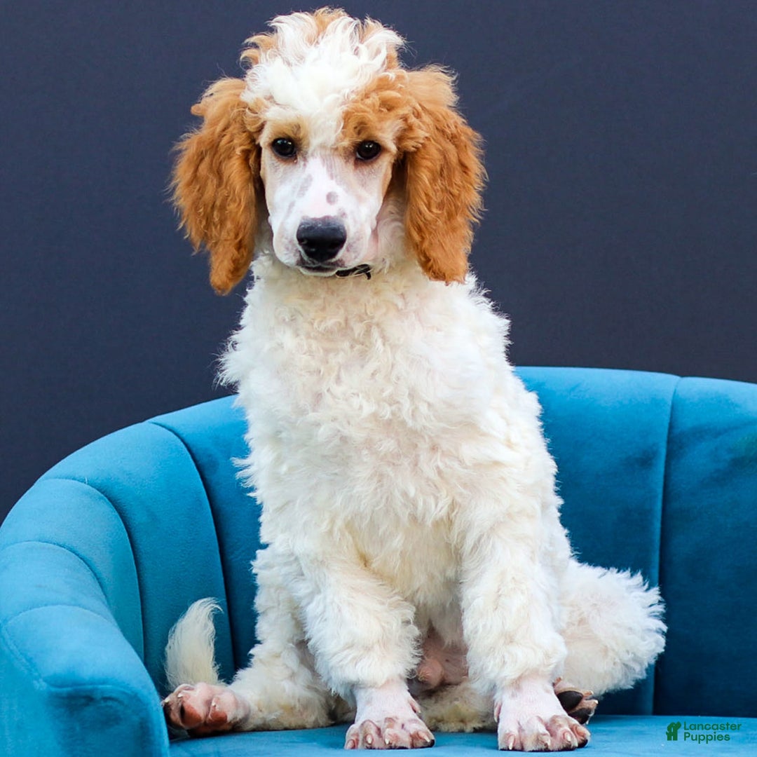 Standard Poodle dogs for sale: Rogan - Image 5