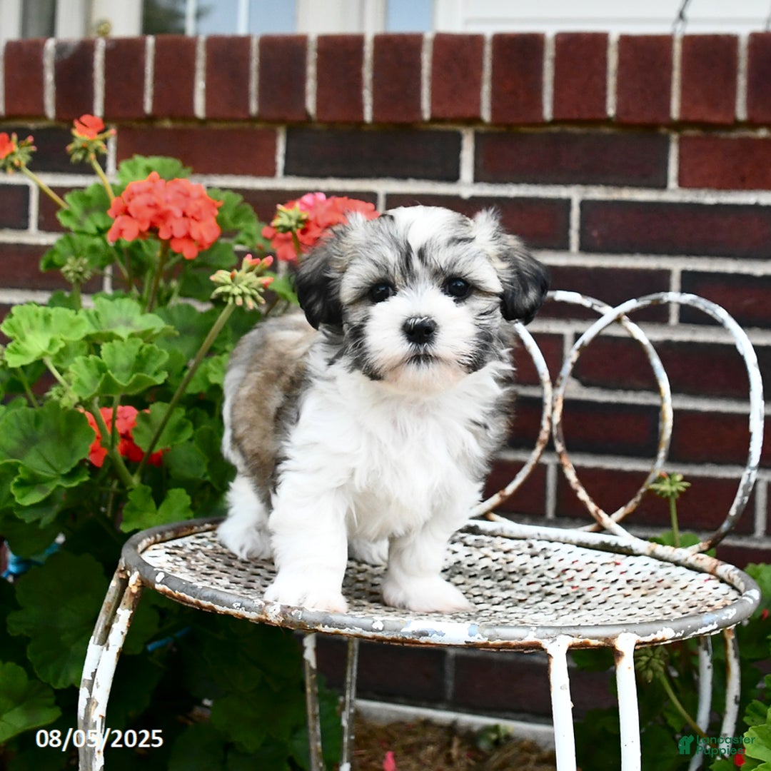 Malshi dogs for sale: Carson - Image 3