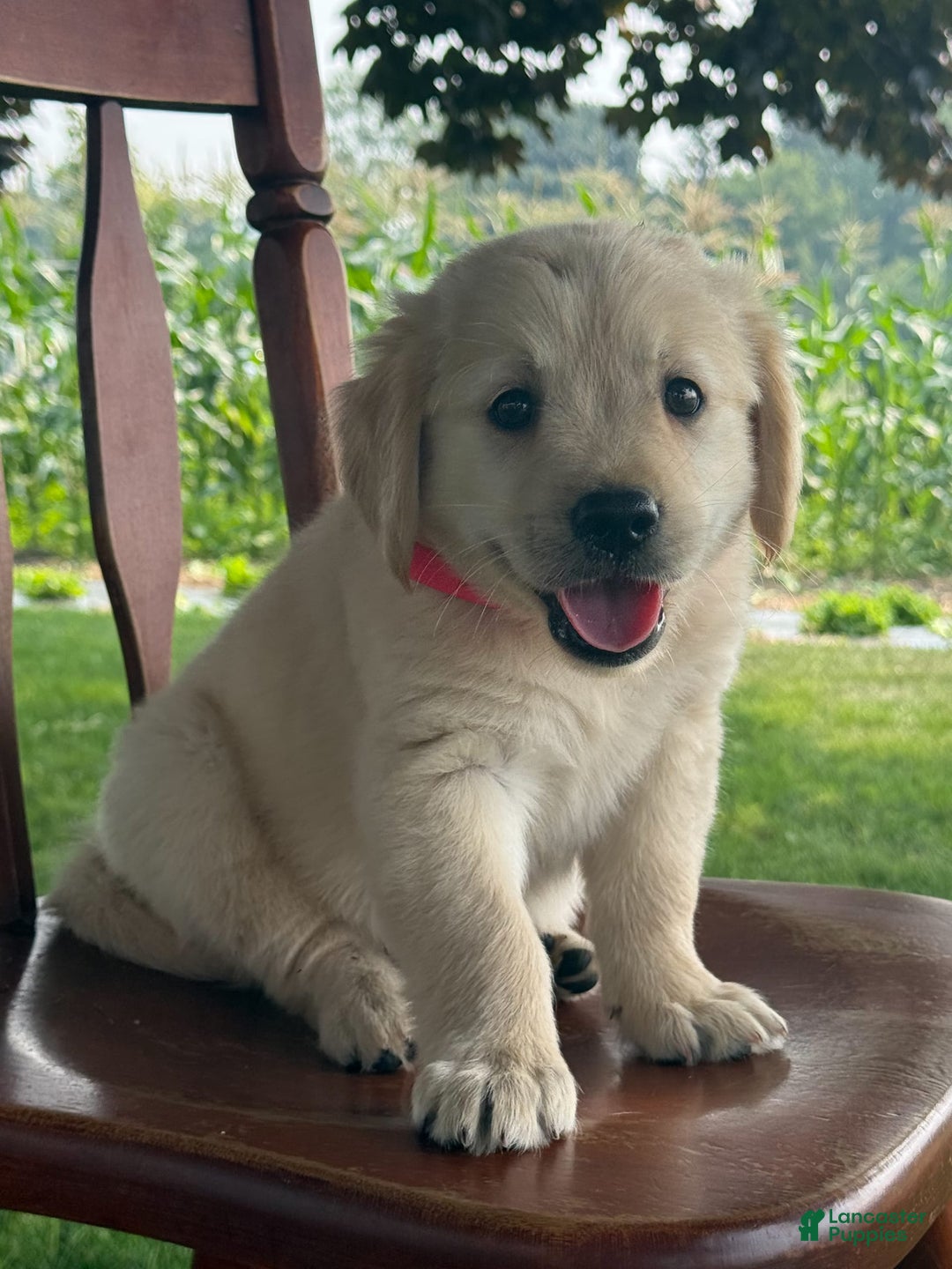 Golden Retriever dogs for sale: Joyful Jewel - Image 9