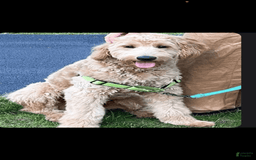 Goldendoodle dogs for sale: Coda - Image 9