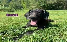 Great Dane dogs for sale: Darla - Image 13