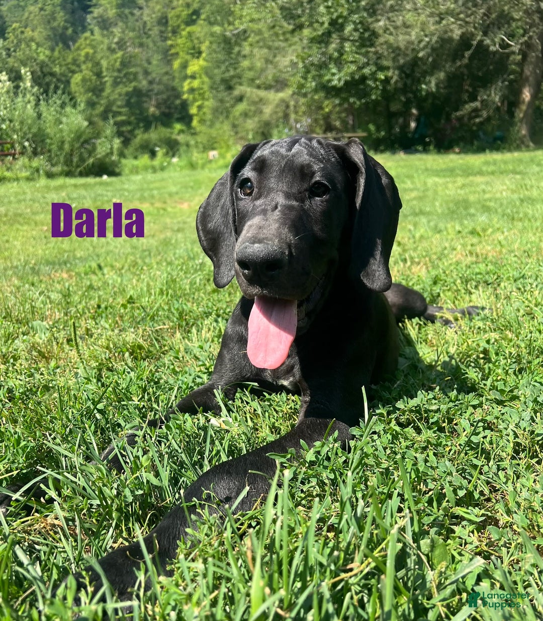 Great Dane dogs for sale: Darla - Image 13
