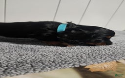 Miniature Dachshund dogs for sale: Bentley - Image 4