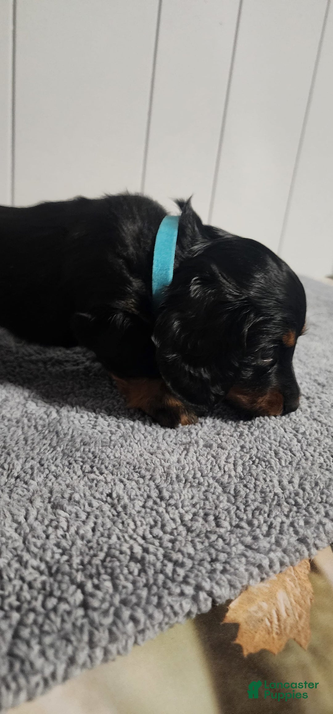 Miniature Dachshund dogs for sale: Bentley - Image 4