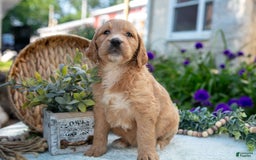 Goldendoodle dogs for sale: Tinker - Image 3