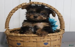 Yorkshire Terrier dogs for sale: Barkis - Extra Small - Image 5