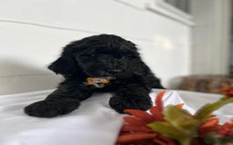 Goldendoodle dogs for sale: Named To Be Determined By New Parents - Image 1