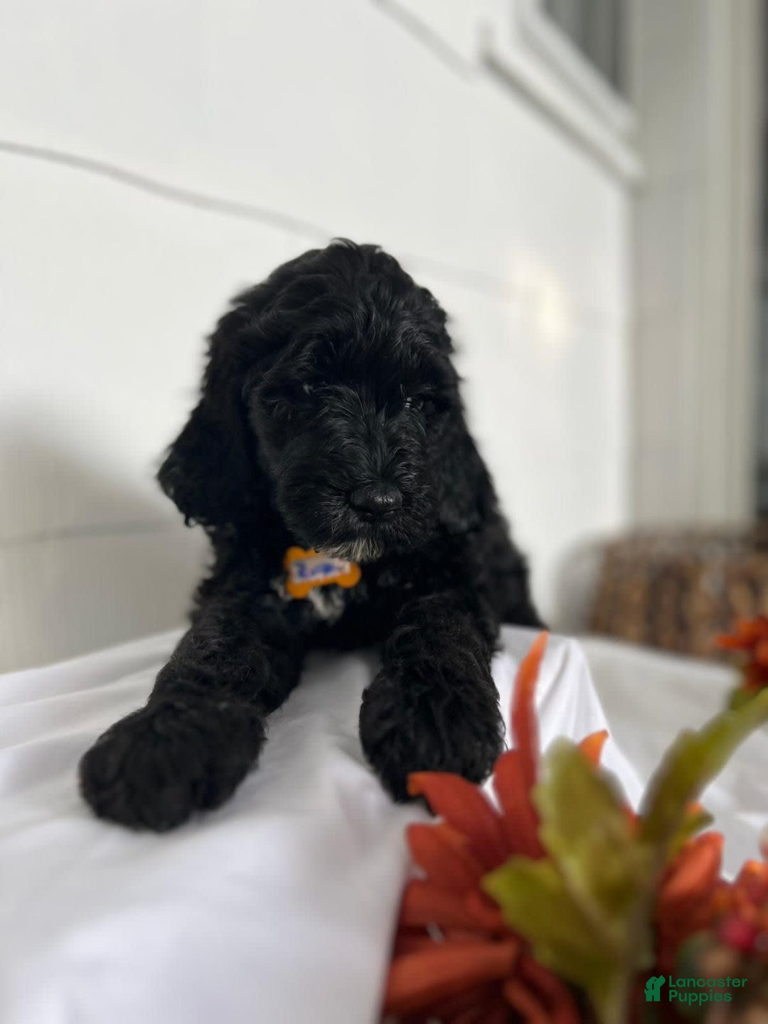Goldendoodle dogs for sale: Named To Be Determined By New Parents - Image 1