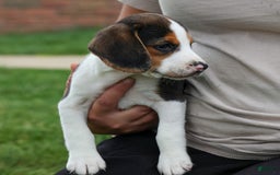 Beagle dogs for sale: Kylo - Image 6