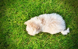 Havapoo dogs for sale: Valiant - Image 18