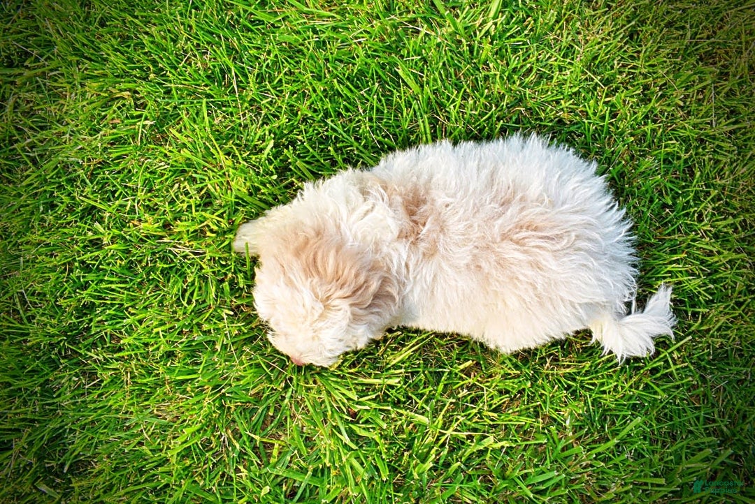 Havapoo dogs for sale: Valiant - Image 18