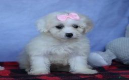 Shihpoo dogs for sale: Callie - Image 1