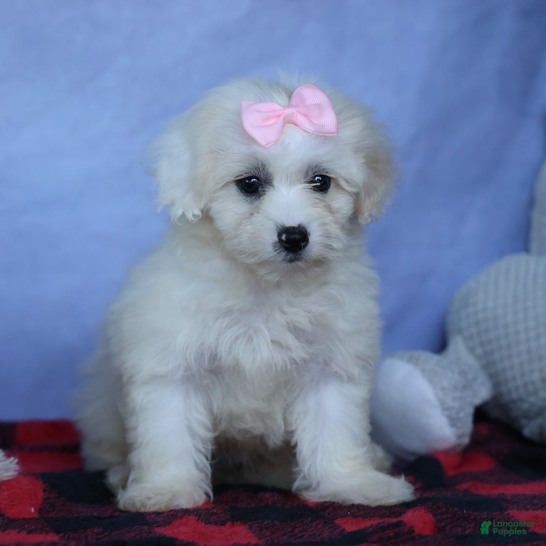 Shihpoo dogs for sale: Callie - Image 1