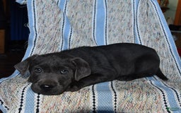 Labrador Retriever dogs for sale: Ken - Image 6