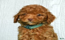 Cavapoo dogs for sale: Benji - Image 8