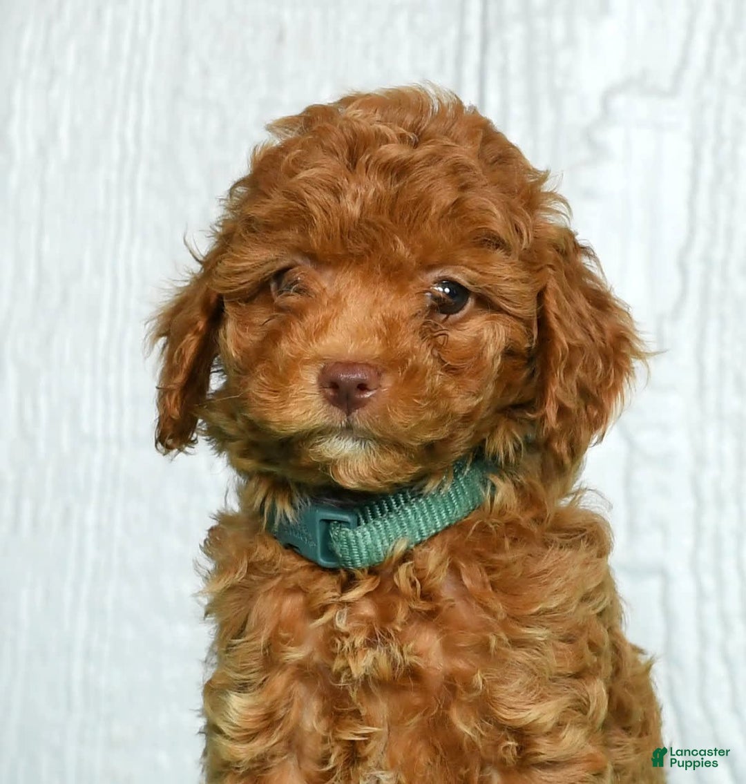 Cavapoo dogs for sale: Benji - Image 8