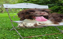 Cocker Spaniel dogs for sale: Benji - Image 10