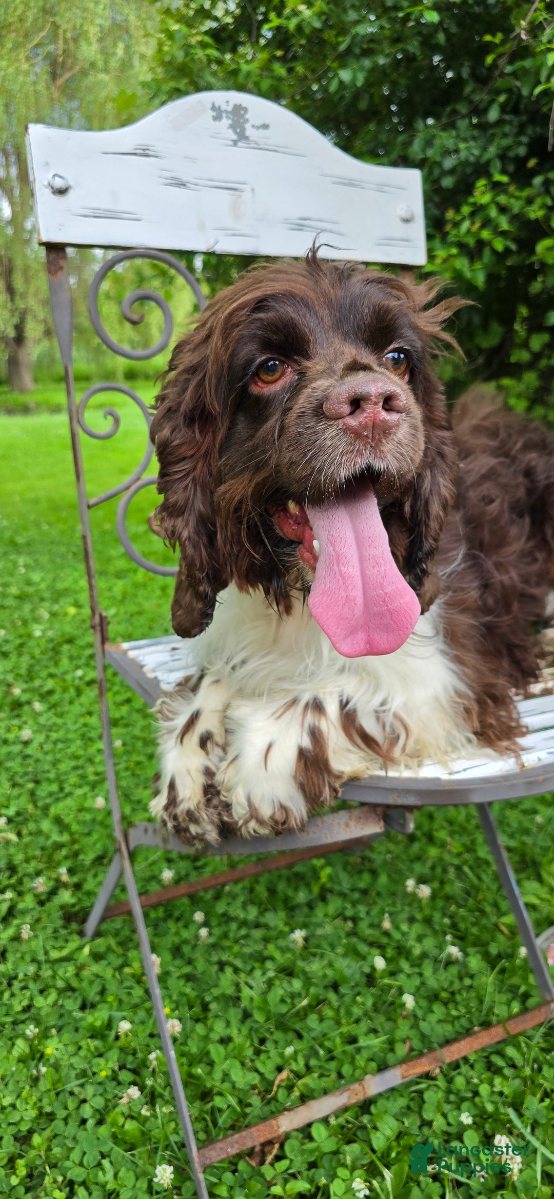 Cocker Spaniel dogs for sale: Benji - Image 10