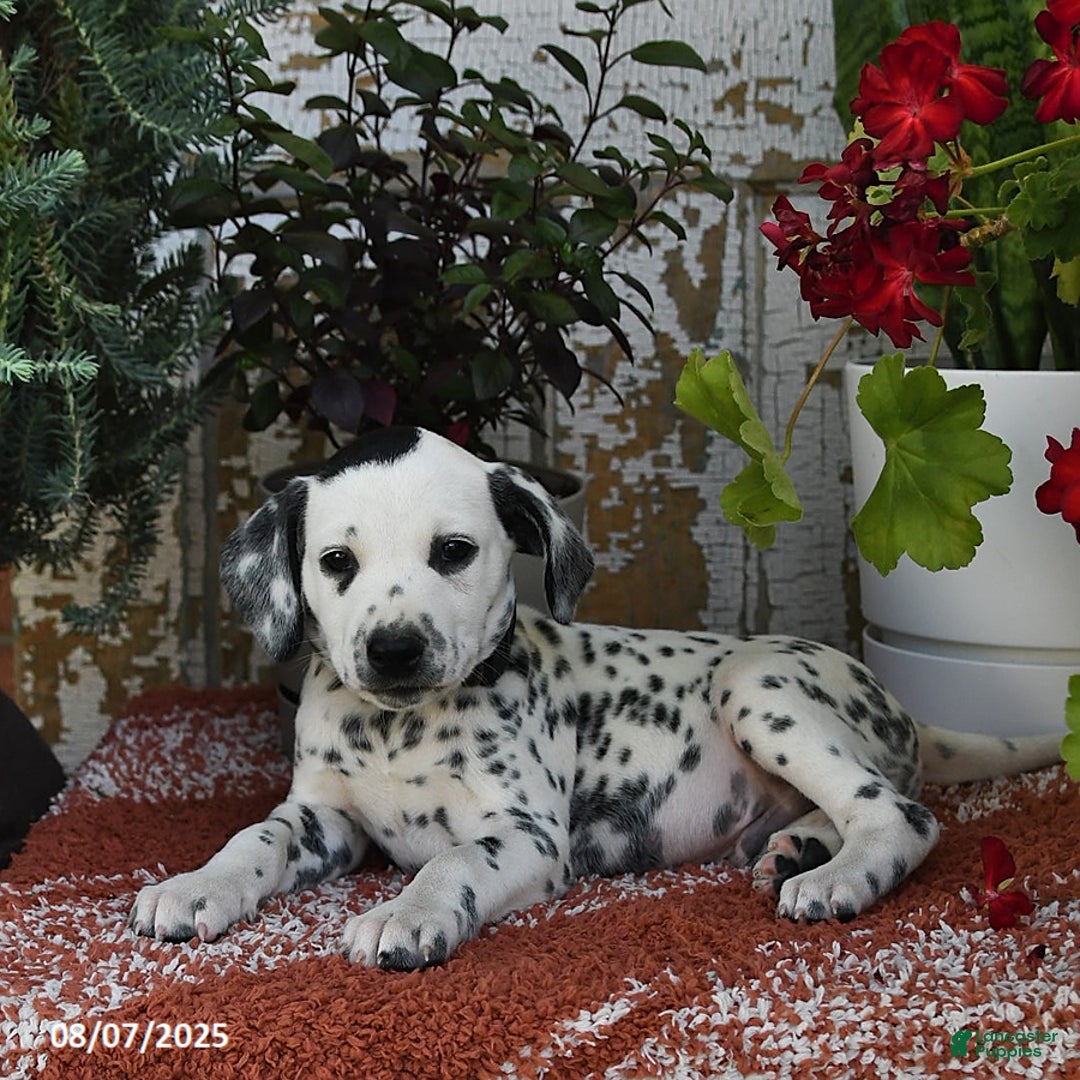 Dalmatian dogs for sale: Smoke - Image 2