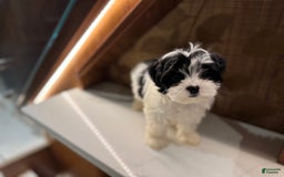 Morkie dogs for sale: Helen - Image 5
