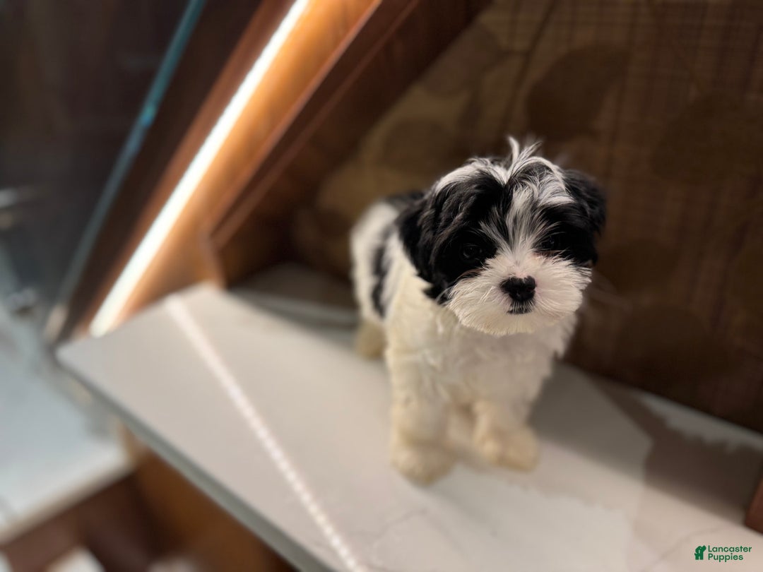Morkie dogs for sale: Helen - Image 5