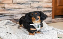 Dachshund dogs for sale: Cream Puff - Image 11