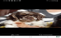 Cocker Spaniel dogs for sale: Bently - Image 9