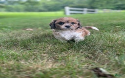 Cavapoo dogs for sale: Diego - Image 13