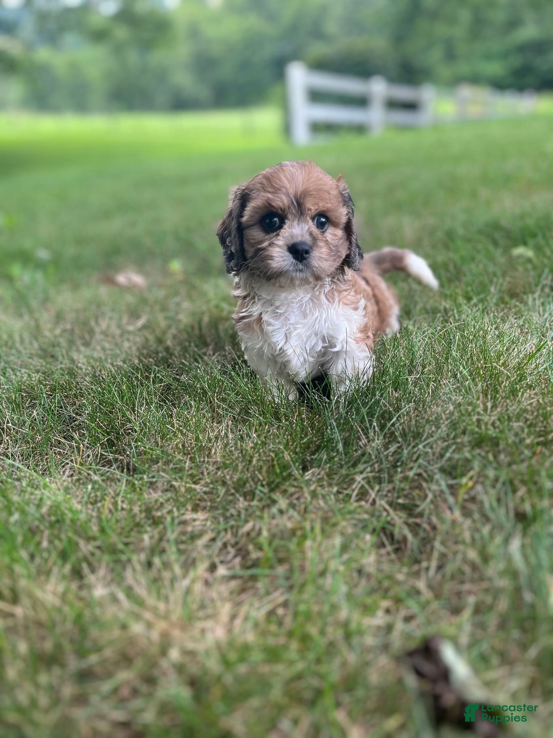 Cavapoo dogs for sale: Diego - Image 13