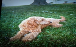 Goldendoodle dogs for sale: Teddy - Image 26
