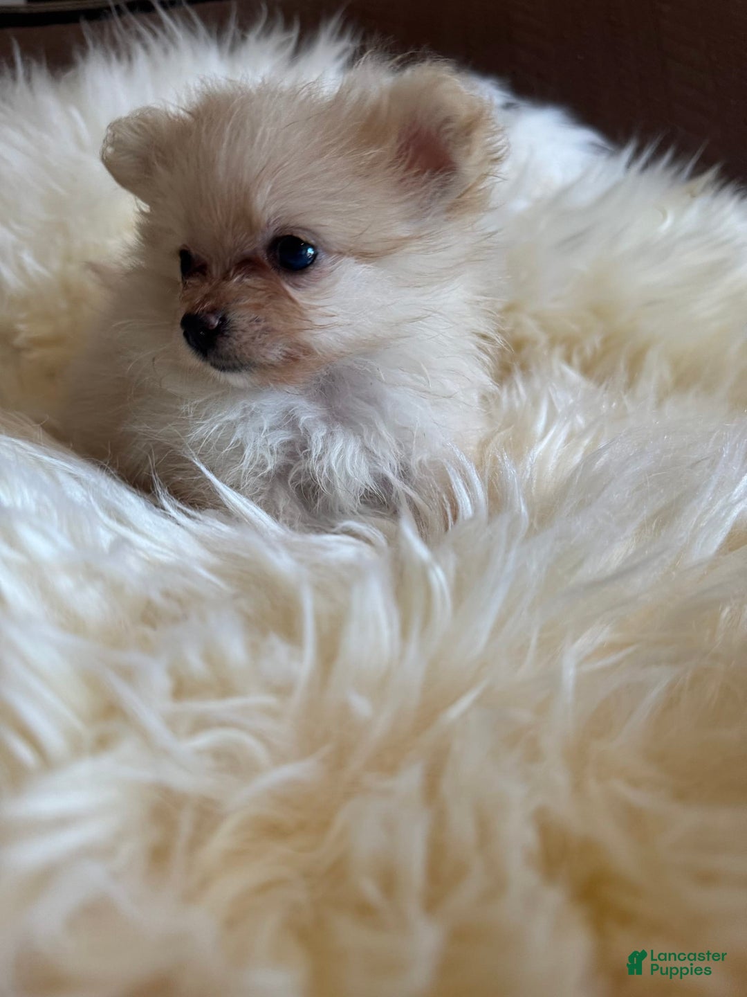 Pomeranian dogs for sale: Sussie - Image 3